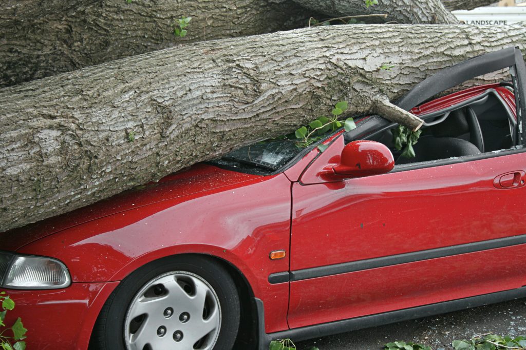 Fallen Tree Damage—Who Pays? WMG