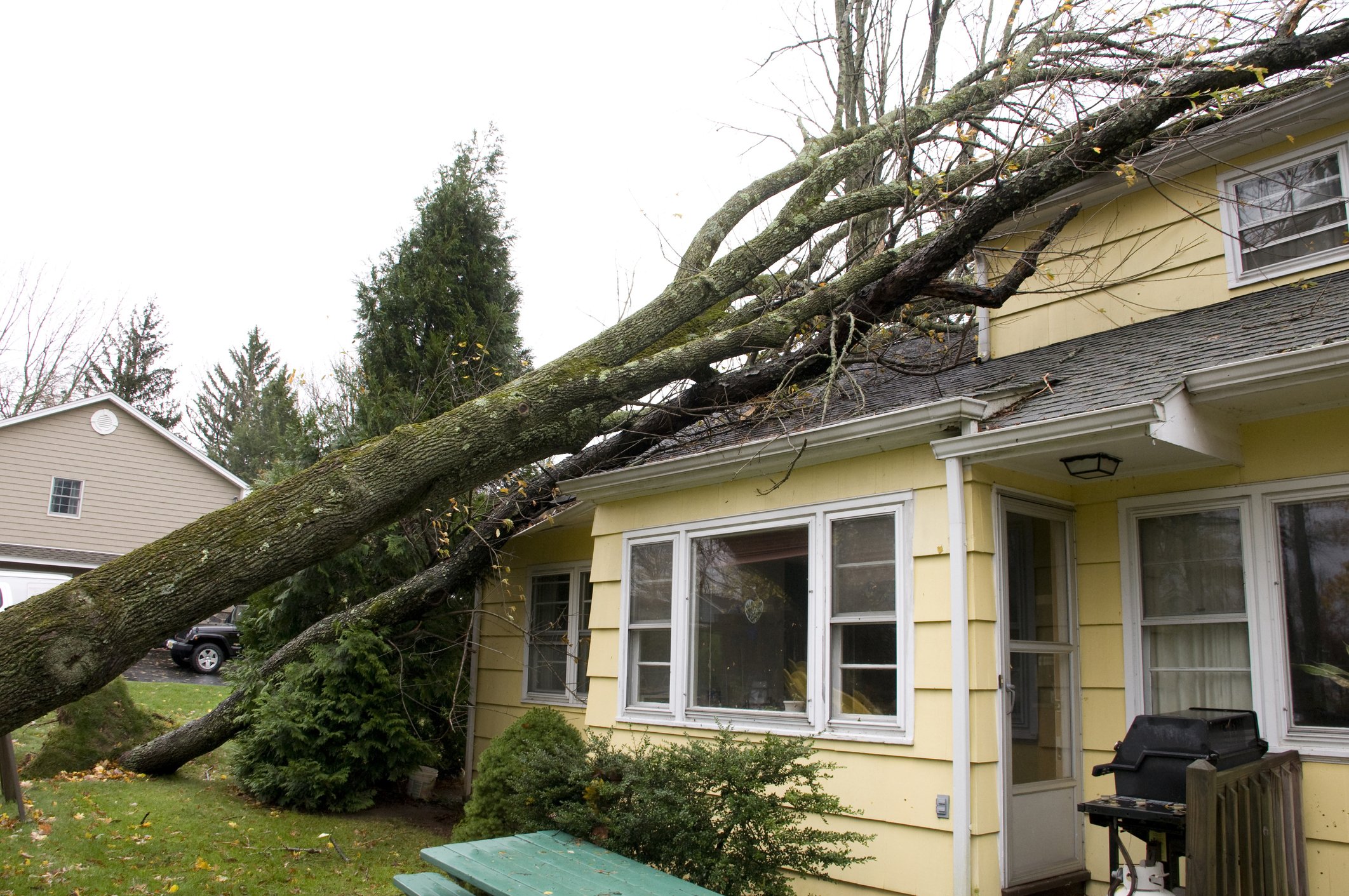 Fallen Tree Damage? Who Pays? Wealth Management Group
